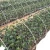 Import High stiffness frp fiberglass plant growing support stakes, frp vineyard poles from China
