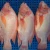 Import Hot Sale Sweet Water Seafood Frozen Red Meat Tilapia Fish Fillet From Vietnam from China