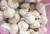 Import Jin Xiang Chinese Normal White Fresh Garlic in 10kg mesh bag Packing from China