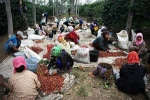 Kopi Luwak Java Arabica Civet Coffee