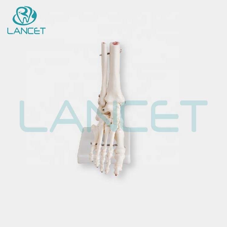 LANCET 2020Joint model Medical education plastic foot model High quality Foot model
