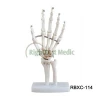Life-size Human Hand Joint with Ligaments Skeleton Model for Teaching Medical Science
