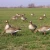 Import Lifelike hunting canadian goose decoys for wild hunting from China