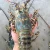 Import Live  Lobsters from Pakistan