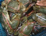 LIVE MUD CRABS