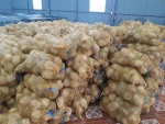 malaysia fresh matured coconut