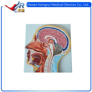 Medical Science Human Facial Anatomical Model