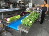 Mixed vegetable lettuce celery cucumber eggplant packing machine
