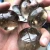 Import Natural healing clear and smoky crystal quartz palm stones from China