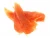 Import natural pet food -chicken jerky no additives from China