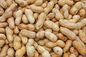 New Crop Good Quality Peanuts for sale