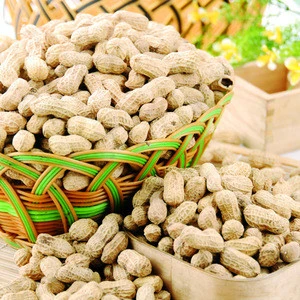 New Crop Good Quality Shandong Raw Peanuts In Shell