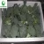Import New crop high quality bulk fresh vegetable grade A organic broccoli from China