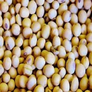 New Crop Non-GMO High Quality Soybeans For Sale wholesale from Gabon
