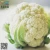 Import New harvested Chinese fresh cauliflower / frozen cauliflower from China