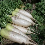 Newest Crop Fresh White Radish