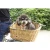 Import Pet bicycle basket cages for dog and cats from China from China