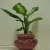 Import Planting Stone | Agriculture Growing Media Clay Aggregate | Growing Bed Substrates for Decorative Plants from China