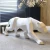 Import Polyresin origami geometry cheetah panther statue animal home decor from China
