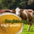 Import Quality-Assured Corn Gluten Meal60% For Livestock Feed from China