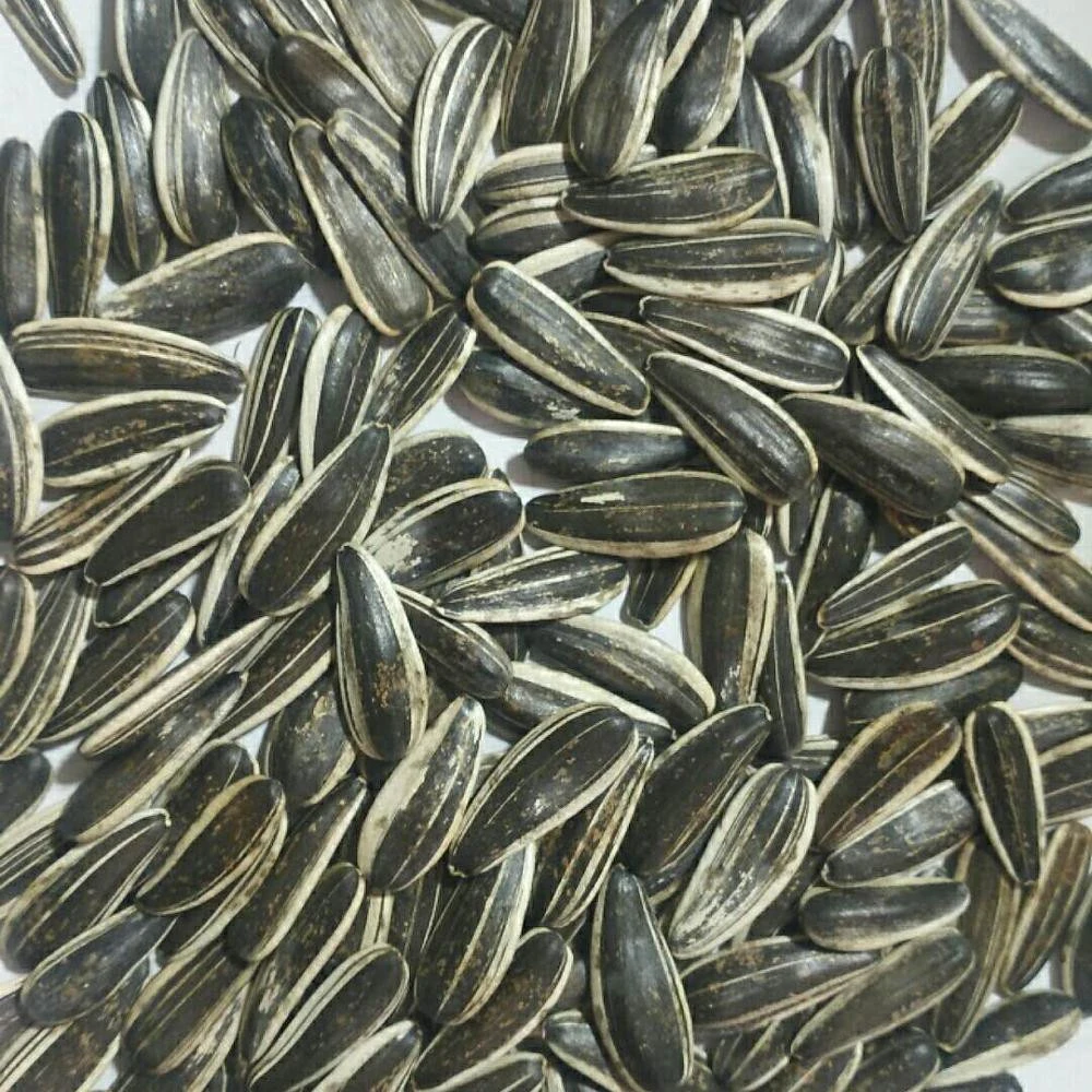 Raw/Roasted salted Sunflower Seeds with different flavor (walnut, date, coco nut, caramel, etc)