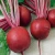 Import Red Beet Root Powder/ Mekong herbals from Vietnam