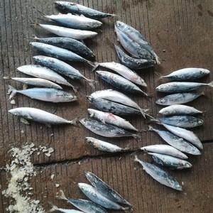 Sea frozen/land frozen Pacific mackerel HGT with good price