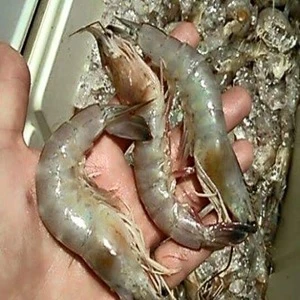 Seafood Supplier Natural Sun Dried / Fresh and Frozen Shrimp Wholesale
