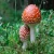 Import Shiitake Mushroom Spawn Champignon Mushroom Seeds from China