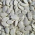 Import Snow white pumpkin seeds from China