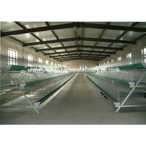 SSD High quality Quail cage for sale