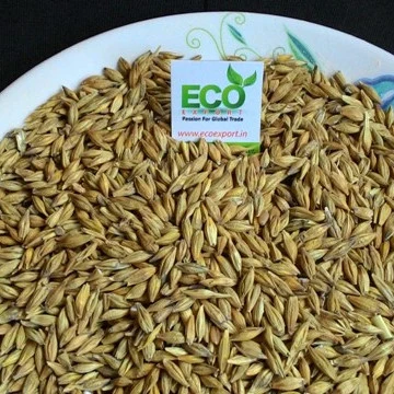 Standard Grade Organic Malt Barley with Low Moisture