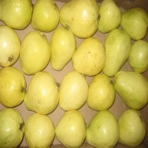 sweet guava for sale