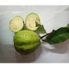Taipei Organic Type Fresh Fruit Guava From Dinh Gia Company Global Gap Circle Shape In Vietnam