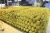 Import Thailand Fresh Durian Monthong grade AAA from Thailand