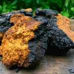 Top-quality wholesale bulk organic chaga mushroom extract powder price