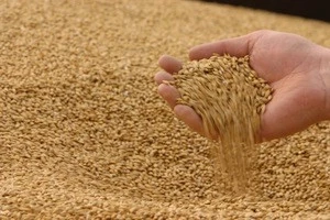 Ukrainian wheat -  from 12000 tons Ukraine-Russian  - wheat grain