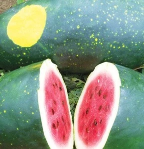 VIETNAM HIGH QUALITY FRESH MOON AND STARS WATERMELON - BEST PRICE FOR WHOLESALE ORGANIC MELON TYPE 2