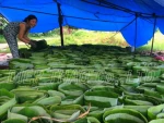 VIETNAMESE BANANA LEAVES EXPORTER