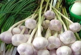 White Garlic,fresh garlics  for export