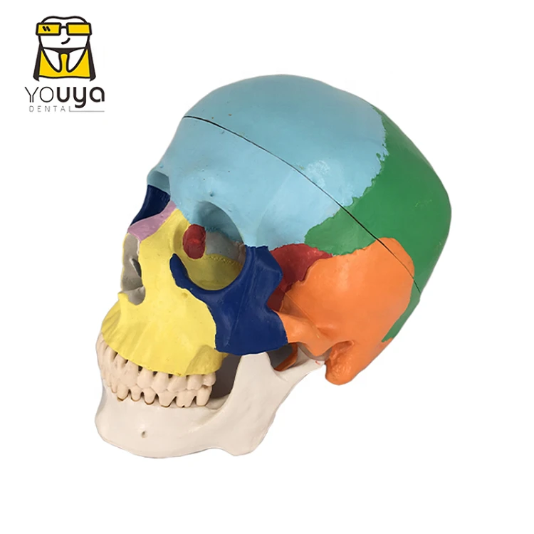 Wholesale Colorful Dental Anatomical Human Skull Model