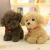 Import Wholesale Custom Best Made Cute Toys Plush Dog Stuffed Animals Soft Dog Plush Toys from China