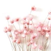 Wholesale Hot sale in 2020 Eheap Real Preserved flowers Artificial flowers and Dried flowers Mini star daisy for Decoration