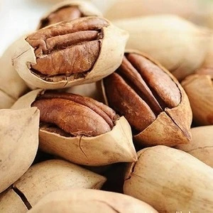 WHOLESALE PECAN NUTS FOR SALE