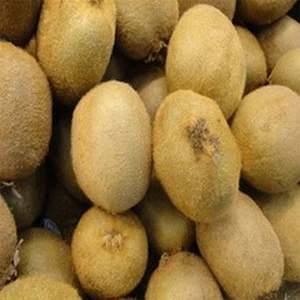 Wholesale Price of Organic Fresh Kiwi Fruit