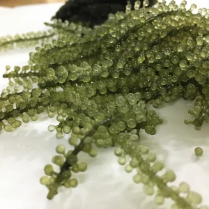 Wholesale  sea grapes/ dried sea grapes/  Vivian Ha +84 33 88 20 462