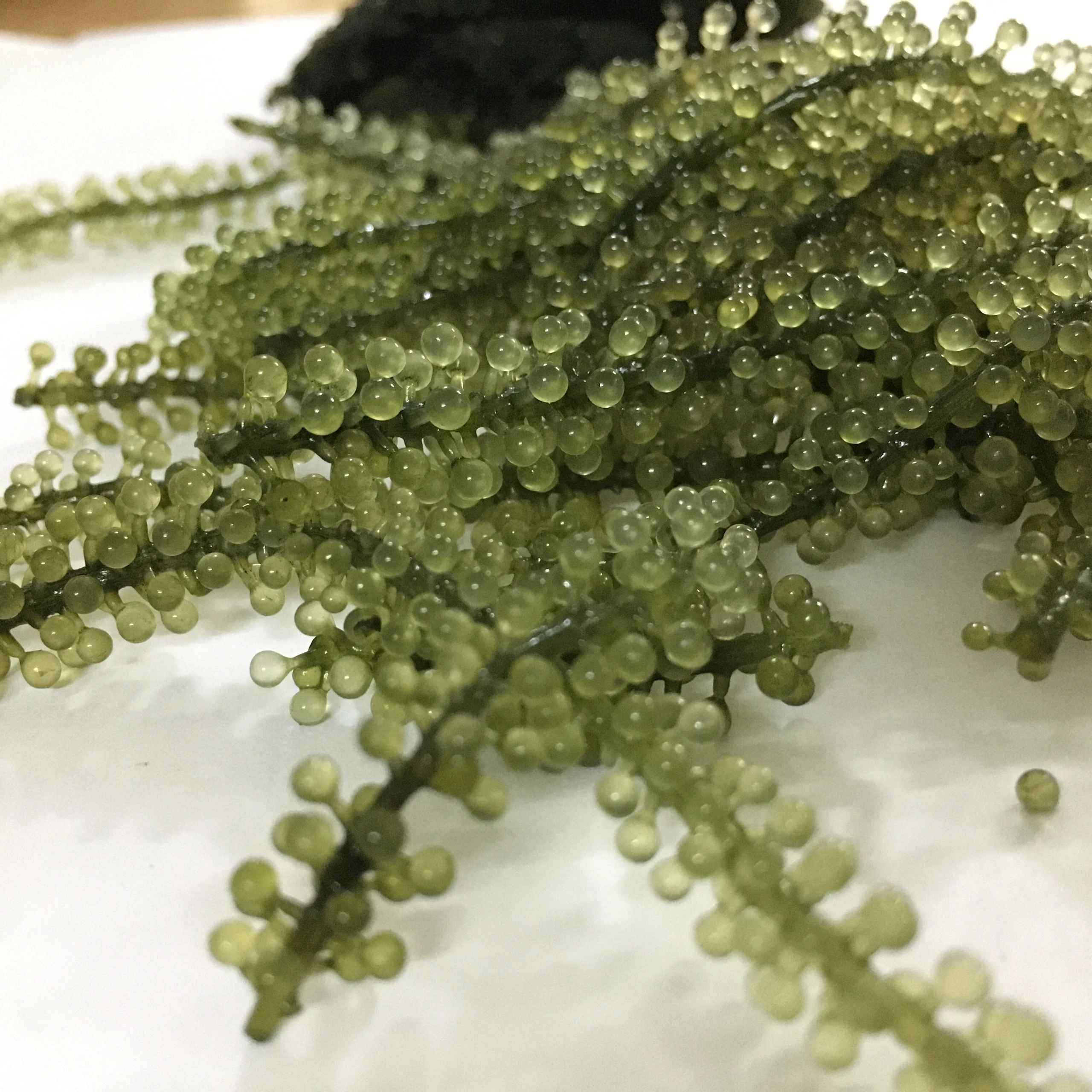 Wholesale  sea grapes/ dried sea grapes/  Vivian Ha +84 33 88 20 462