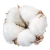 Import Raw cotton natural filling material great quality wholesale raw cotton from South Africa