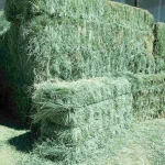 High Quality Alfalfa Hay Oats Hay For Sale / Best Selling Alfalfa Hay / Alfalfa Hay For Animal feed