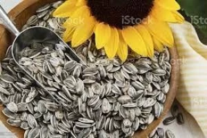 Top Quality Sunflower Seeds For Extracting Pure Sunflower Oil